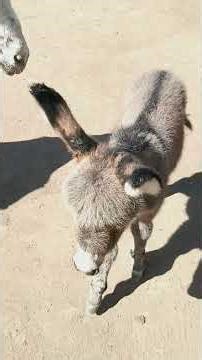 Gail's Mini-Donkey Ranch first foal of the year 2026