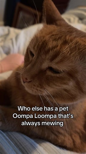 Understanding Oompa Loompa Cats and Their Quirky Behaviors