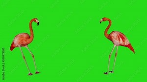 flamingo dancing green screen seamless 3d looping animation front and back