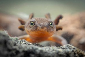 Oregon Zoo, National Park Service team up to save endangered Crater Lake newt