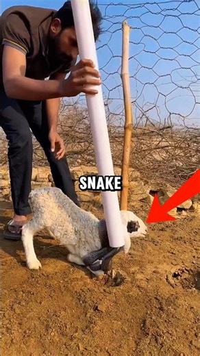 Farmer Sees Snake Choking His Sheep | The Rescue Was Intense and Painful 😰 #shorts #rescue