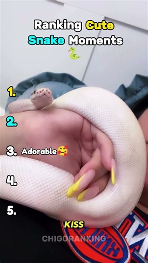 Ranking The Funniest Cute Snake Moments 🐍🥹 #shorts #snakes #cuteanimals moments