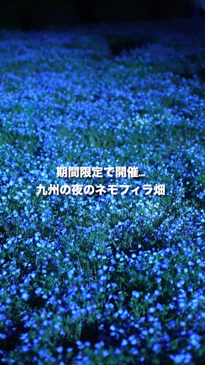 ナイトネモフィラ｜くじゅう花公園 夜間ライトアップと入園情報