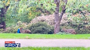 356K views · 1.8K reactions | Only on KIRO 7! Bold coyotes stealing a jacket in broad daylight, and that’s not the only scary encounter recently. The hunt for these fearless animals and why fish and wildlife say we need to “haze” them. KIRO 7 News at 11pm. | KIRO 7 News | Facebook