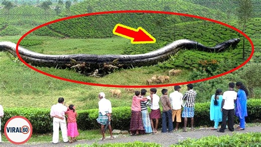 7.5K views · 144 reactions | 15 Biggest Animals You Won’t Believe Actually Exist ! #Discovery #Mysterious #Secret #Alien #UFO | Viral 60 | Facebook