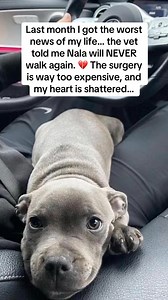 Last month the vets gave me the worst news… 👉 They said Nala’s legs were failing because of severe collagen loss. 👉 “She’ll never walk again without surgery.” The surgery would cost $12,700 — completely out of reach — and my heart was shattered. 💔 My mom is a big believer in holistic healing, so she gave me the contact of a holistic pet healer. Honestly, I wasn’t expecting much… but I was desperate. That’s when everything changed. She told me about the power of bone broth collagen. 🌿 She rec