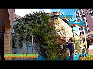 Ivy removal work｜Osaka, Japan