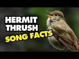 Fun Facts About the Beautiful Hermit Thrush Song