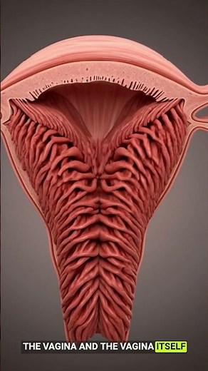 3D Female Reproductive System Anatomy | Uterus, Ovaries & Fallopian Tubes Explained