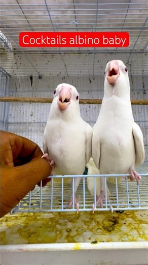 How to breed cockatiels albino ￼ #cockatiels #viral #birds #shorts #shortvideo