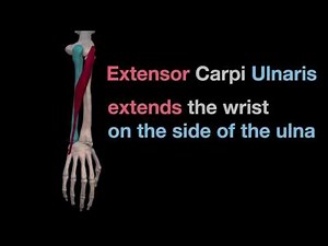 Arm Muscles: 32 Extensor Carpi Ulnaris