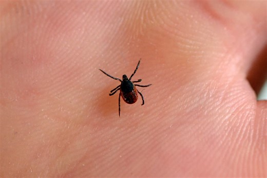 'Stay vigilant' warning after Lyme Disease cases soar - how to spot a tick bite