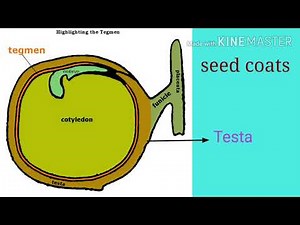 Post Fertilization changes in a Flower