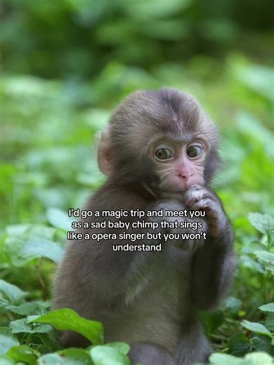 A Dreamy Encounter with a Singing Baby Chimp