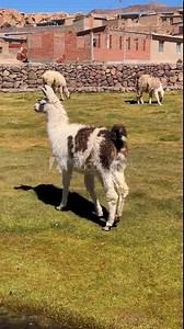 Camera follows white alpaca walking, grazing in the andes in Mallku Villamar village, Bolivia on a sunny day with blue sky. Picturesque view of traditional adobe houses, grassland and flowing stream