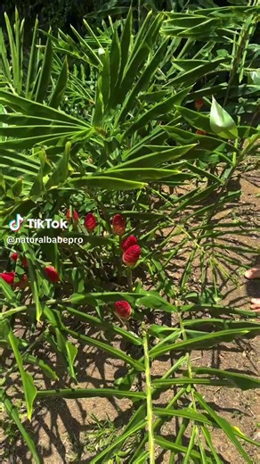 Natural has everything we need! #nature #naturelover