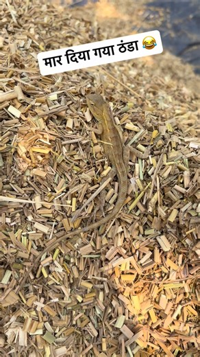 Mukesh Singh on Instagram: "ठंडा मार दिया बेचारे को 😂🤣😜 #reels #reelsfypシ #funnyvideos #funnyreels #trendingreels #viralreel #viral"