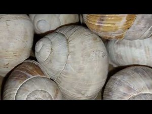 Realistic Snail Shell Sound Effect