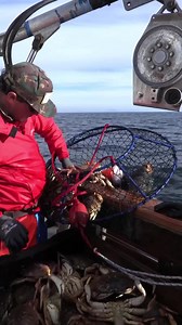 Another Ambush Hoop Net with 15 legals in it! 🎥: @california.dawn #dungeness #crab #norcal #sportfishing #crabseason #crabbing #Promar #ambush #hoopnet #Captain #CaliforniaDawn #SanFrancisco #Monterey #FortBragg #California | Promar & Ahi USA