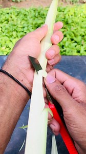 ඔයලාත් බලලා ඉගෙන ගන්න 🙂❤️ #coconut #followers #highlights #handwork # | Gokkola leaf designs