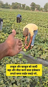 2.6M views · 46K reactions | तरबूज और खरबूज में जमकर हो रहा इं*जेक्शन...