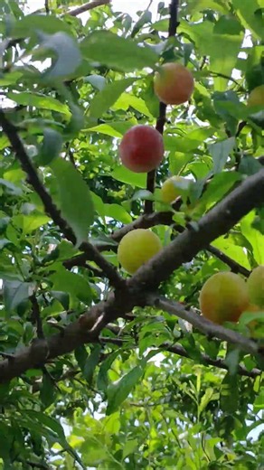 pakera khako fal mith #aarupakhara#viralvideos #shorts
