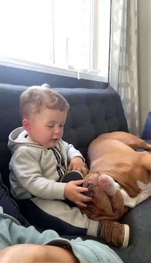 American Bully and baby are best friends and love playing together!