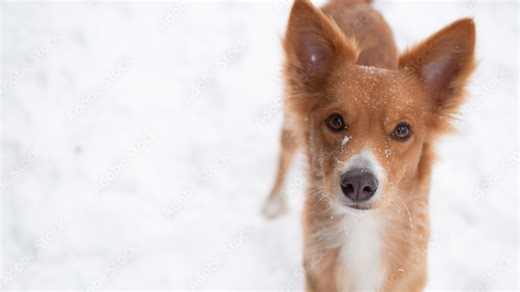 Animal Humane Society receives grant for emergency pet housing