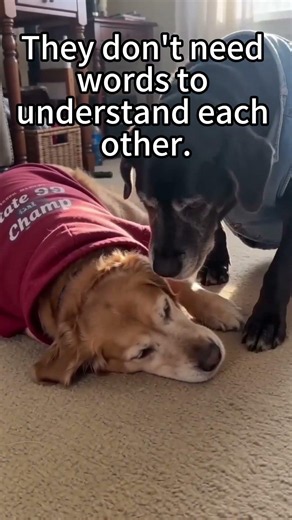 They Don't Need Words to Understand Each Other | Cat & Dog Friendship #Shorts