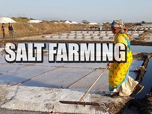 How is Salt Made? Salt Harvesting In Mumbai, India