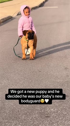 Understanding Dogs and Babies: A Heartwarming Reality
