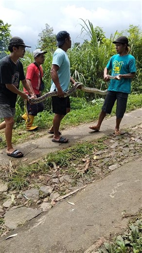 penemuan ular piton sepanjang 3 meter #vlog #ularbesar #ularpiton #ularsiluman #viral
