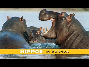 Hippos in uganda