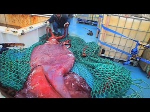 10 Rare Deep Sea Catches