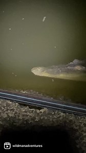 261K views · 3.2K reactions | Big  | Wildman Adventures | Facebook