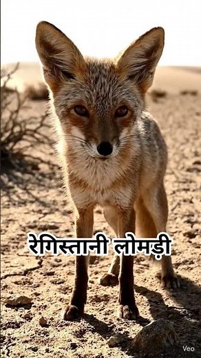 Meet the Desert Fox | Small but Powerful Hunter