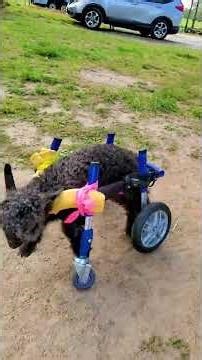 Wobbly Baby Goat Is Determined To Do Her First Zoomies | The Dodo