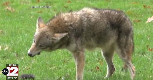 Michigan reinstates year-round coyote hunting season