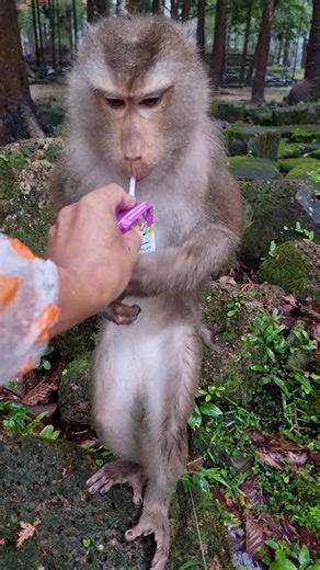 3.8K views · 143 reactions | Feeding milk baby monkey Lily in the rain | Monkey Care | Facebook