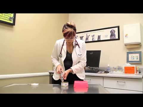 How to Feed a Sick Dog