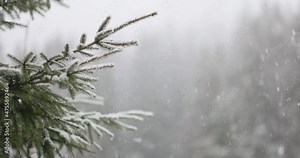 Heavy snow falling from fir tree branch in slow mo. Coniferous snowy tree in winter. Slow motion footage of falling snowflakes. Snowy pine branches close up in December during snowfall.