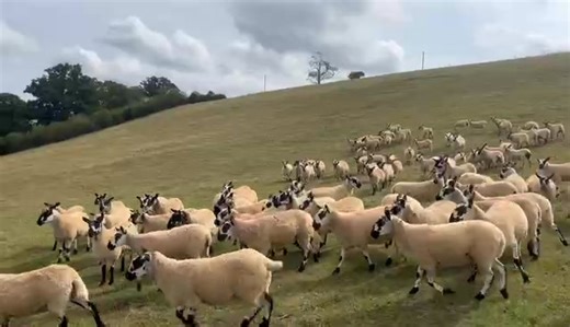 🗓️Monday 8th September 2025 🐑Sale of 800 Breeding Ewes 🐑 🕚 Sale starts at 12noon 📹J.T.Owen & Co, Frochas Farm 🟢Coloured Yearling Welsh Mules 🟢Dipped 🟢Heptavac P Plus 🟢Drenched Oramec 📖 Catalogue: https://www.welshpoolsmithfield.co.uk/Portals/0/EasyDNNnews/Uploads/1509/Breeding Ewes 8.9.25.pdf | Welshpool Livestock Sales Ltd
