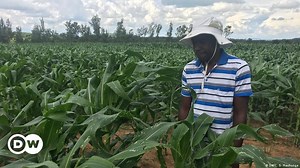 Zimbabwe - New maize to save crops