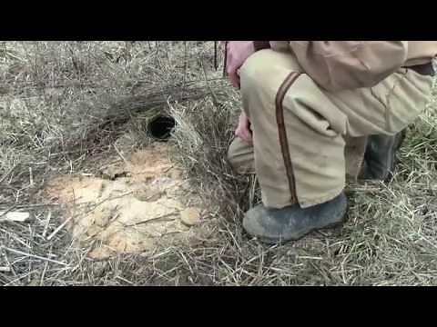 fox,coyote,bobcat,coon Trapping tips cheap no bait no lures 3 sets blind,walk thru,dirt hole