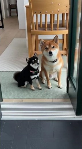 柴犬たちの可愛いウェルカムシーン