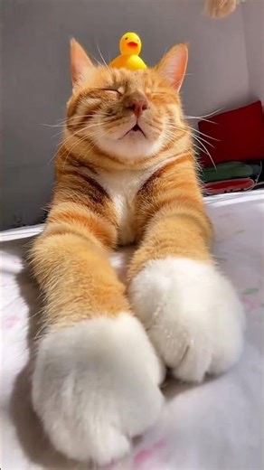 Unboxing the Blind: A Feline Surprise in Birth