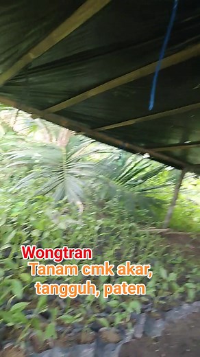 Bismillah mau tanam cmk , Mugi khasil tangguh, akar, paten | Akhmad Maftukin