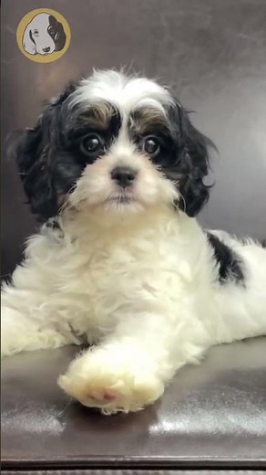 Cavapoo Puppy Colors