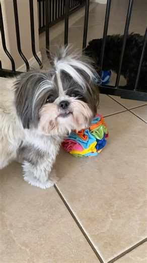 These Sunffle Toys Keep My Dogs Busy - Dog Puzzle! 🧩