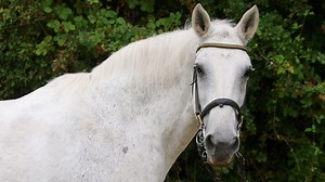 Old Horses–What They're Called, Sayings, And Famous Quotes!